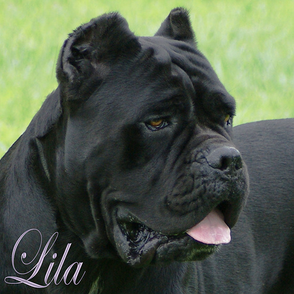 cane corso